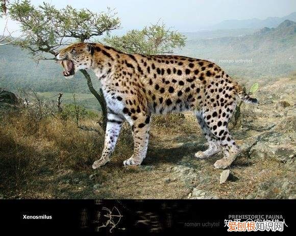 世界上一共有多少个品种的猫，史上最全猫咪品种，约二百种，从古至今