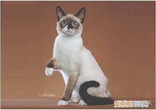 世界上一共有多少个品种的猫，史上最全猫咪品种，约二百种，从古至今