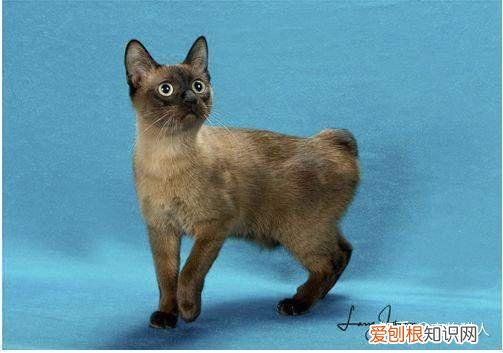 世界上一共有多少个品种的猫，史上最全猫咪品种，约二百种，从古至今