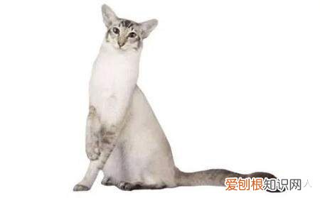 世界上一共有多少个品种的猫，史上最全猫咪品种，约二百种，从古至今