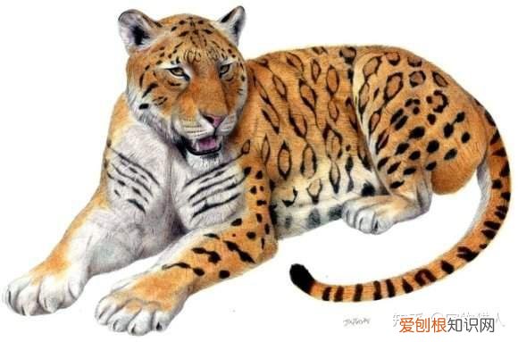 世界上一共有多少个品种的猫，史上最全猫咪品种，约二百种，从古至今