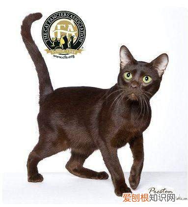 世界上一共有多少个品种的猫，史上最全猫咪品种，约二百种，从古至今