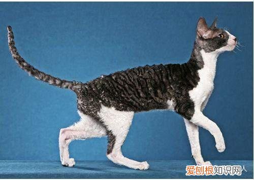 世界上一共有多少个品种的猫，史上最全猫咪品种，约二百种，从古至今