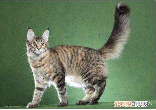 世界上一共有多少个品种的猫，史上最全猫咪品种，约二百种，从古至今