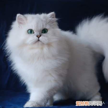 世界上一共有多少个品种的猫，史上最全猫咪品种，约二百种，从古至今