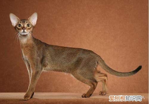 世界上一共有多少个品种的猫，史上最全猫咪品种，约二百种，从古至今