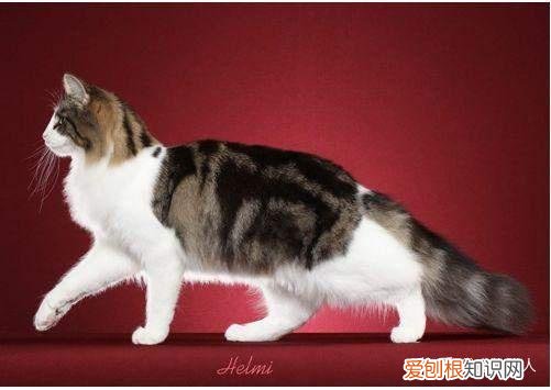 世界上一共有多少个品种的猫，史上最全猫咪品种，约二百种，从古至今