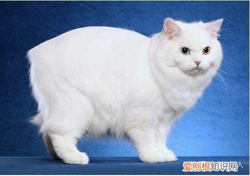 世界上一共有多少个品种的猫，史上最全猫咪品种，约二百种，从古至今