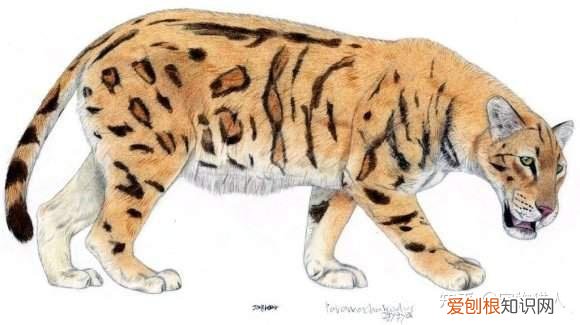 世界上一共有多少个品种的猫，史上最全猫咪品种，约二百种，从古至今