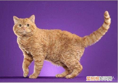 世界上一共有多少个品种的猫，史上最全猫咪品种，约二百种，从古至今