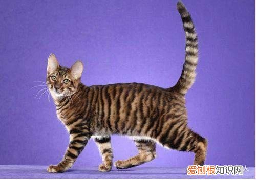 世界上一共有多少个品种的猫，史上最全猫咪品种，约二百种，从古至今