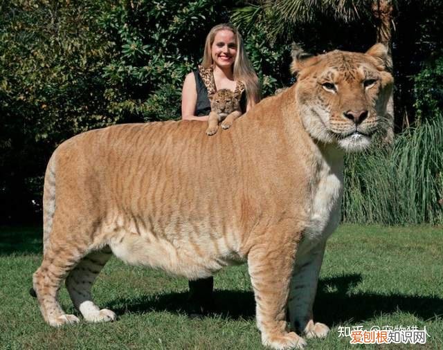 世界上一共有多少个品种的猫，史上最全猫咪品种，约二百种，从古至今