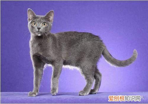 世界上一共有多少个品种的猫，史上最全猫咪品种，约二百种，从古至今