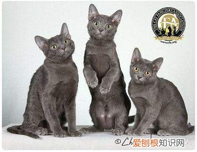 世界上一共有多少个品种的猫，史上最全猫咪品种，约二百种，从古至今