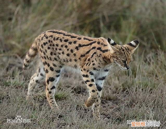 世界上一共有多少个品种的猫，史上最全猫咪品种，约二百种，从古至今