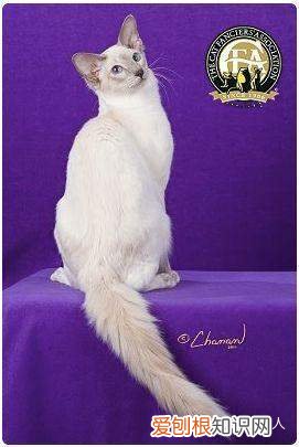 世界上一共有多少个品种的猫，史上最全猫咪品种，约二百种，从古至今