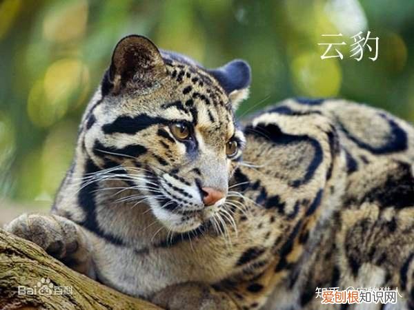 世界上一共有多少个品种的猫，史上最全猫咪品种，约二百种，从古至今