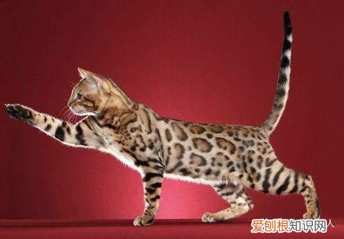 世界上一共有多少个品种的猫，史上最全猫咪品种，约二百种，从古至今