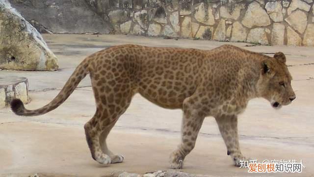 世界上一共有多少个品种的猫，史上最全猫咪品种，约二百种，从古至今