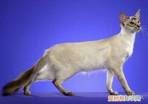 世界上一共有多少个品种的猫，史上最全猫咪品种，约二百种，从古至今