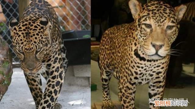 世界上一共有多少个品种的猫，史上最全猫咪品种，约二百种，从古至今