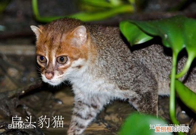 世界上一共有多少个品种的猫，史上最全猫咪品种，约二百种，从古至今