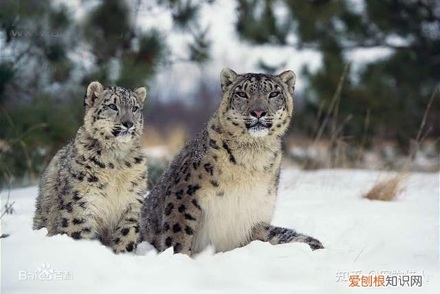 世界上一共有多少个品种的猫，史上最全猫咪品种，约二百种，从古至今