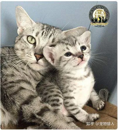 世界上一共有多少个品种的猫，史上最全猫咪品种，约二百种，从古至今