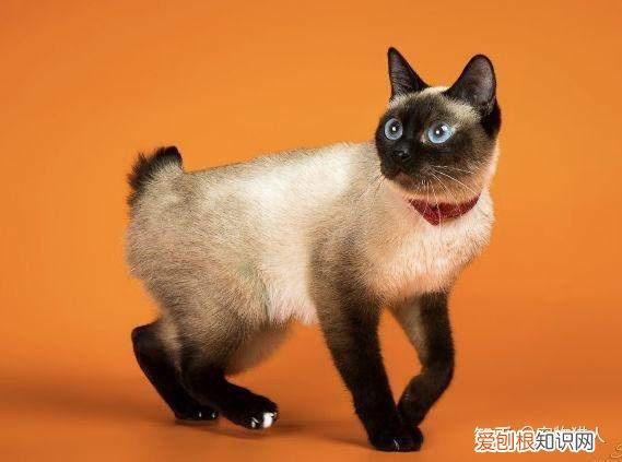 世界上一共有多少个品种的猫，史上最全猫咪品种，约二百种，从古至今