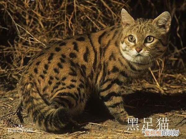 世界上一共有多少个品种的猫，史上最全猫咪品种，约二百种，从古至今