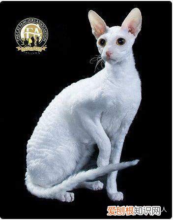 世界上一共有多少个品种的猫，史上最全猫咪品种，约二百种，从古至今