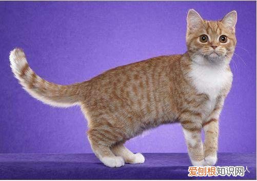 世界上一共有多少个品种的猫，史上最全猫咪品种，约二百种，从古至今