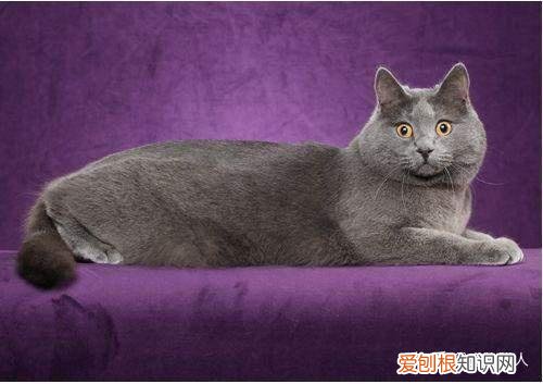 世界上一共有多少个品种的猫，史上最全猫咪品种，约二百种，从古至今