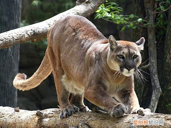 世界上一共有多少个品种的猫，史上最全猫咪品种，约二百种，从古至今