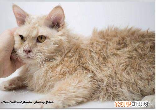 世界上一共有多少个品种的猫，史上最全猫咪品种，约二百种，从古至今