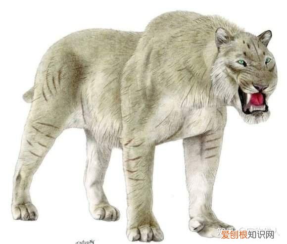 世界上一共有多少个品种的猫，史上最全猫咪品种，约二百种，从古至今