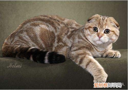 世界上一共有多少个品种的猫，史上最全猫咪品种，约二百种，从古至今