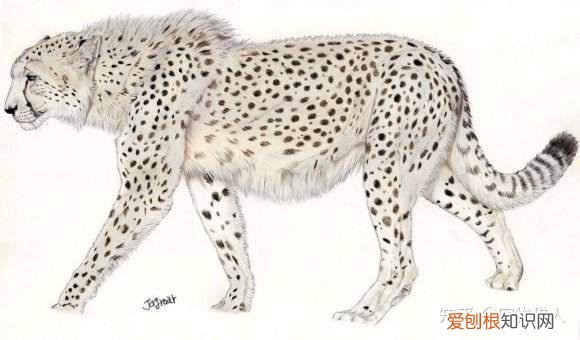 世界上一共有多少个品种的猫，史上最全猫咪品种，约二百种，从古至今