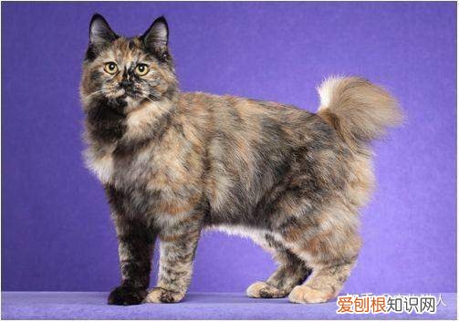 世界上一共有多少个品种的猫，史上最全猫咪品种，约二百种，从古至今