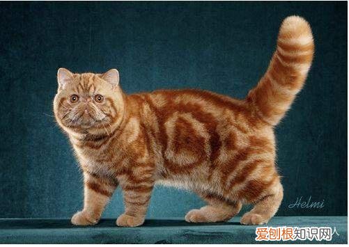 世界上一共有多少个品种的猫，史上最全猫咪品种，约二百种，从古至今