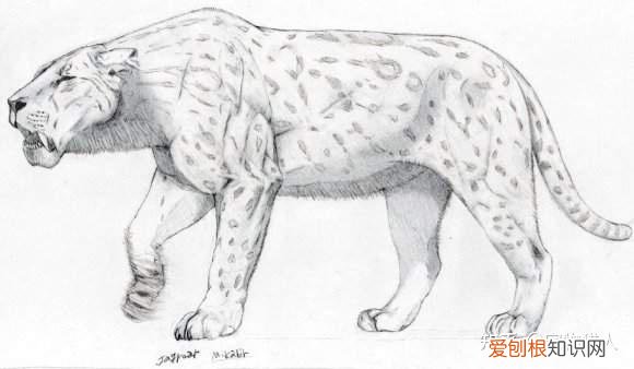 世界上一共有多少个品种的猫，史上最全猫咪品种，约二百种，从古至今