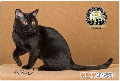 世界上一共有多少个品种的猫，史上最全猫咪品种，约二百种，从古至今