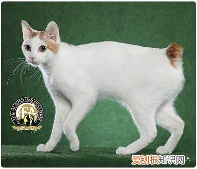 世界上一共有多少个品种的猫，史上最全猫咪品种，约二百种，从古至今