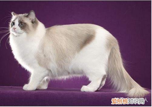 世界上一共有多少个品种的猫，史上最全猫咪品种，约二百种，从古至今