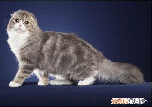 世界上一共有多少个品种的猫，史上最全猫咪品种，约二百种，从古至今