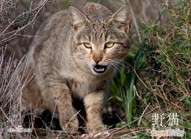 世界上一共有多少个品种的猫，史上最全猫咪品种，约二百种，从古至今