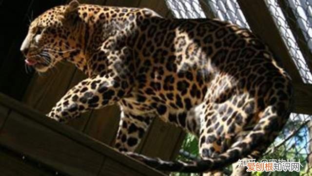 世界上一共有多少个品种的猫，史上最全猫咪品种，约二百种，从古至今