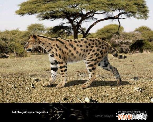 世界上一共有多少个品种的猫，史上最全猫咪品种，约二百种，从古至今