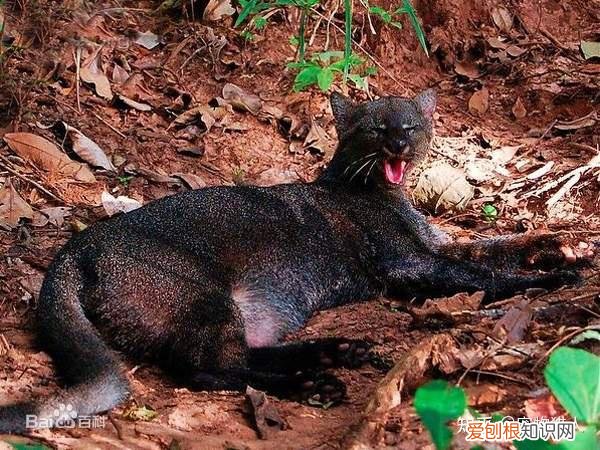 世界上一共有多少个品种的猫，史上最全猫咪品种，约二百种，从古至今