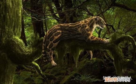 世界上一共有多少个品种的猫，史上最全猫咪品种，约二百种，从古至今